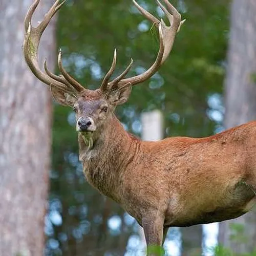 Une association et des chasseurs craignent « l’extinction » du cerf...