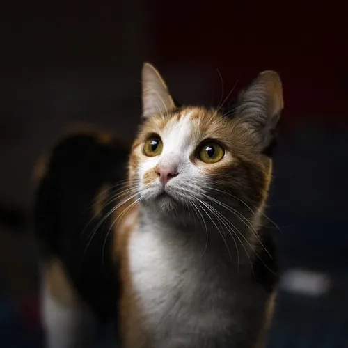 Beauvais : des chats sauvés de la maison de l'horreur