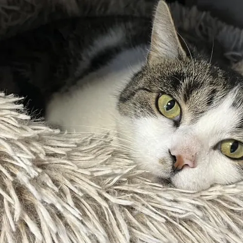 Les Samariens ont adopté moins de chats en 2025