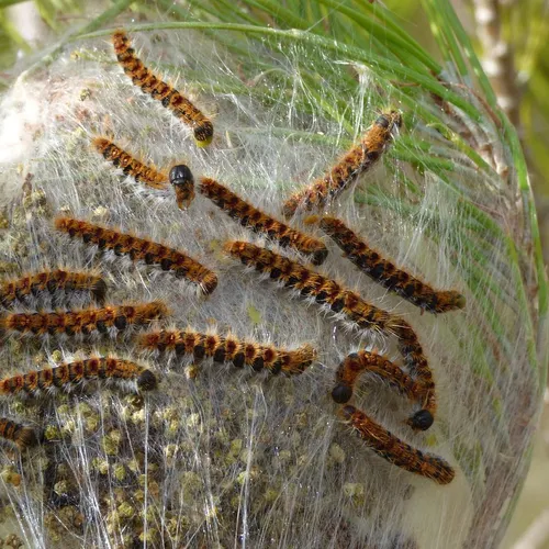 La forêt de Rambouillet prise d’assaut par la chenille processionnaire
