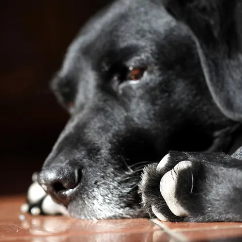 Trois mois de prison avec sursis pour avoir abandonné son chien