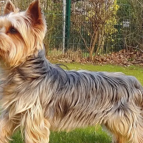 Un Isarien et son chien attaqués par un molosse à...