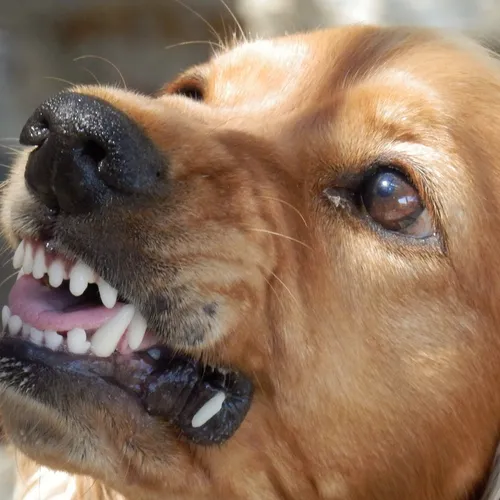 Un nourrisson grièvement blessé par un chien près de Ham  