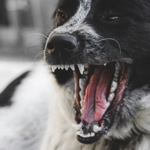 Une meute de chiens impliquée dans plusieurs violentes agressions à...