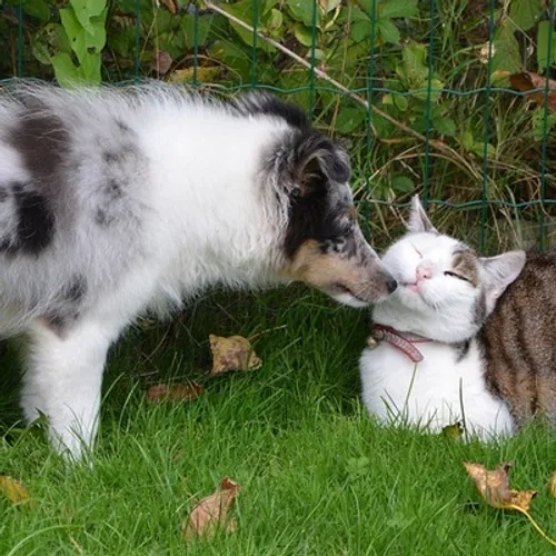 Chats ou chiens : qui gagne le match des identifications dans la...