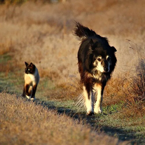 Chats ou chiens : lesquels sont les plus souvent perdus en Essonne ?