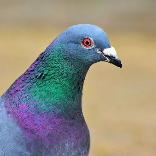 La ville de Rosières-en-Santerre doit arrêter de tuer les pigeons