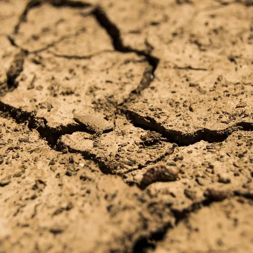 Les fermes bio durement touchées par la canicule et la sécheresse...