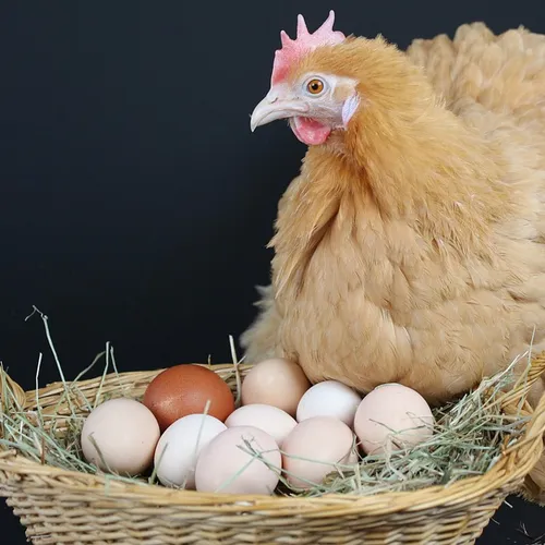 Pommeuse : feu vert pour le projet d'élevage de 40 000 poules...