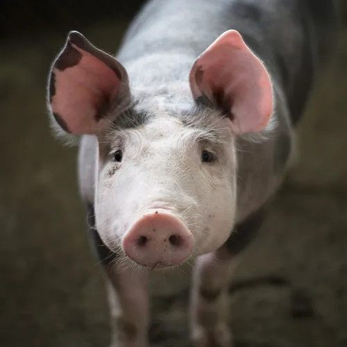 À Camon, des animaux errants pris en charge aux Hortillonnages
