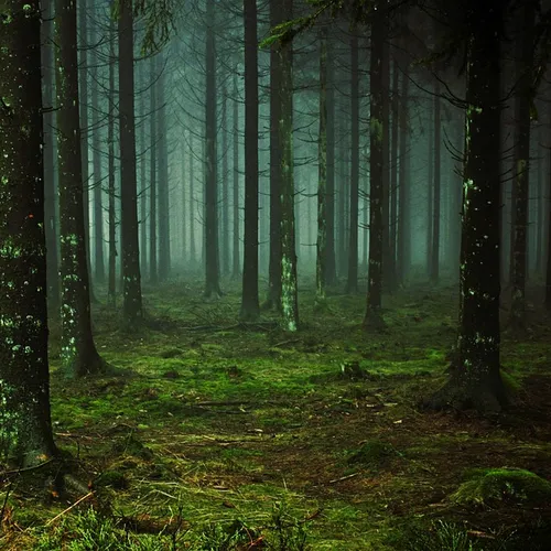 Somme : des activités interdites à moins de 200 mètres des forêts