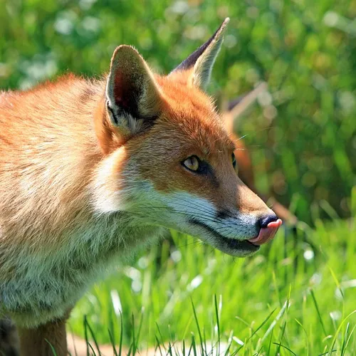 Essonne : ces animaux listés par l'État peuvent désormais être abattus