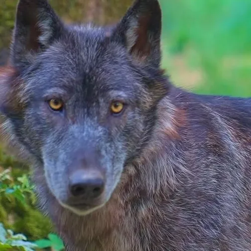Carnet rose à l'Espace Rambouillet : des loups sont nés !