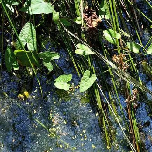 Des étangs et lacs d’Île-de-France menacés par la sécheresse
