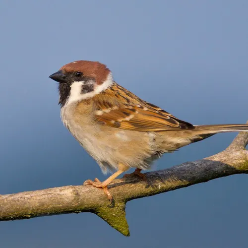 Après toutes ces canicules, les refuges de faune sauvage sont...