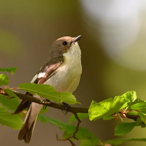 Enedis et la LPO s'unissent pour protéger les oiseaux en Île-de-France