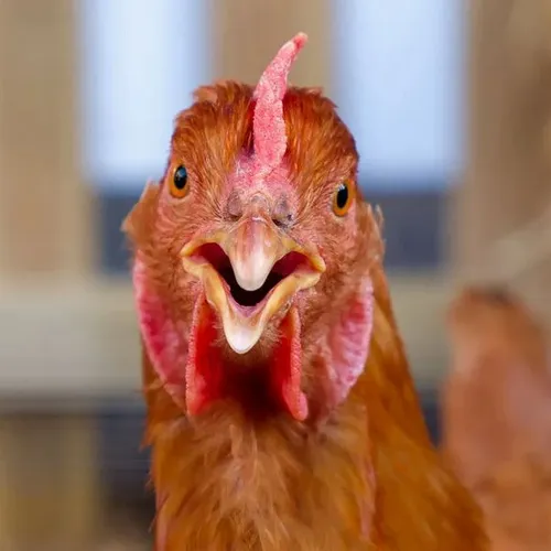 Un projet d’élevage de 40.000 poules pondeuses plein air est à...