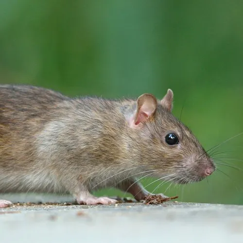 Le Leclerc de Salouël retire les pièges à Glu anti rongeurs de ses...