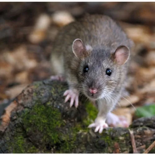Essonne : il confond sa femme avec un rat et la blesse grièvement