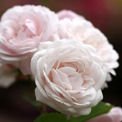 Une cérémonie en hommage à Sarah à Amiens le 9 juillet