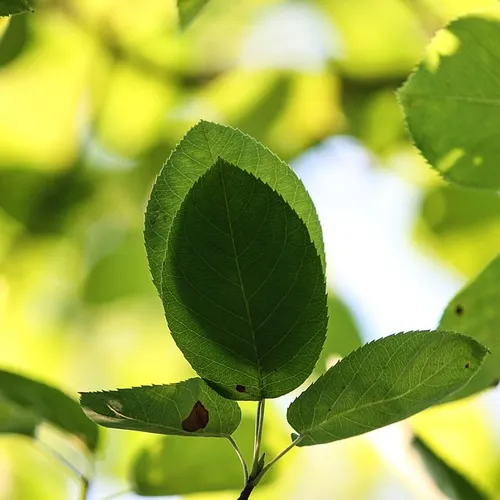 Melun : l'abattage d'arbres inquiète
