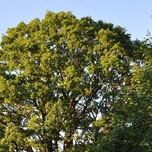 L’Essonne placée en alerte rouge feux de forêt : les feux...