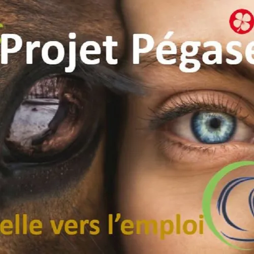 Coaching professionnel et médiation équine pour accompagner les...