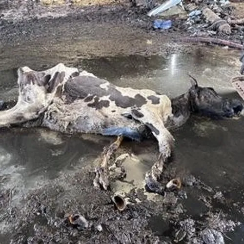 De nombreuses carcasses d'animaux ont été découvertes