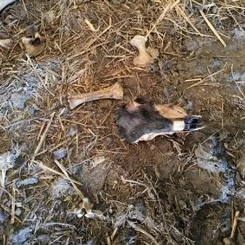 De nombreuses carcasses d'animaux ont été découvertes