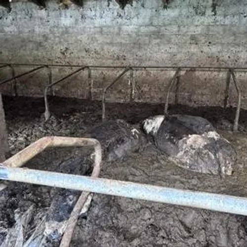 De nombreuses carcasses d'animaux ont été découvertes