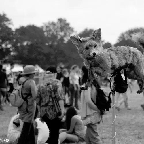 Vieilles Charrues 2014