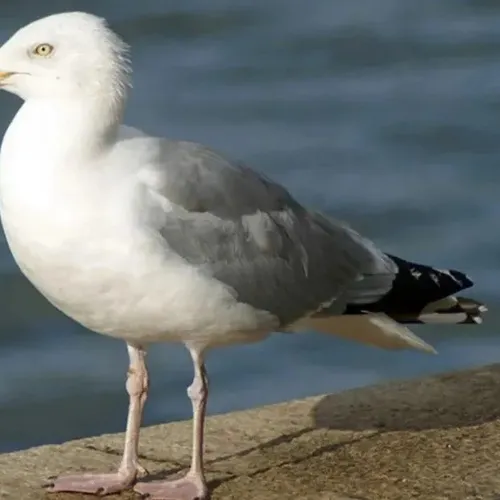 Boulogne-sur-Mer continue de lutter contre la prolifération des...