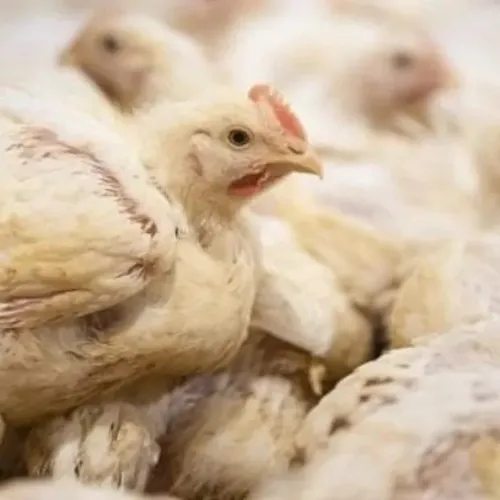 De nouveaux foyers de grippe aviaire détectés en Belgique