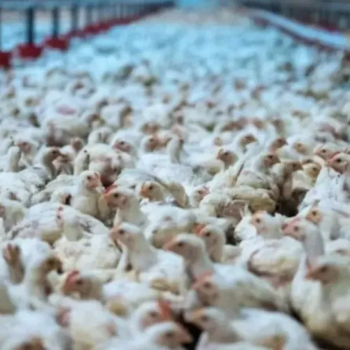 West-Cappel : un élevage de 240 000 poules est envisagé