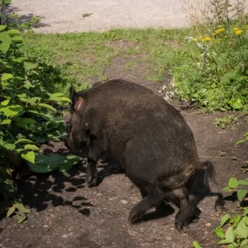 Violent accident à Merlimont : un sanglier mort, un adolescent en...