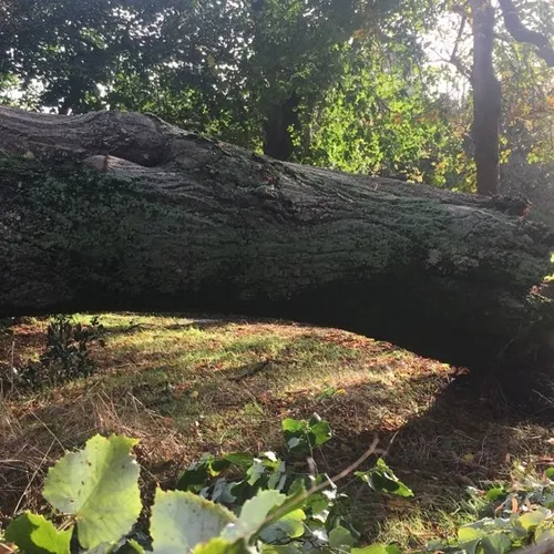 Tempête Ciaran - Maison Marans Arbre_11 02 23_Marie Chevillard