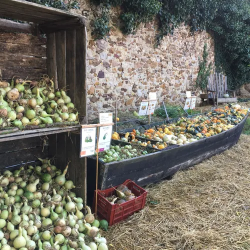 Hortomnales - barque à courge_19 10 23_AVC