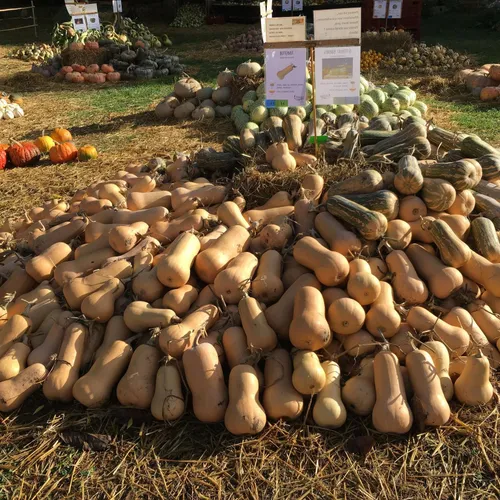 Hortomnales - Butternut