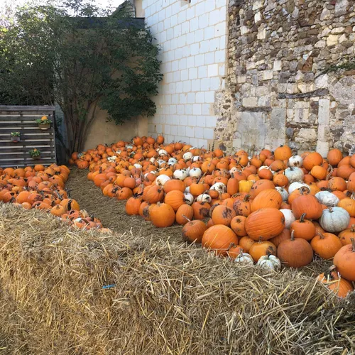 Hortomnales - Citrouille_19 10 23_AVC