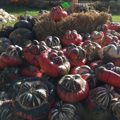 Hortomnales - Courges2_19 10 23_AVC