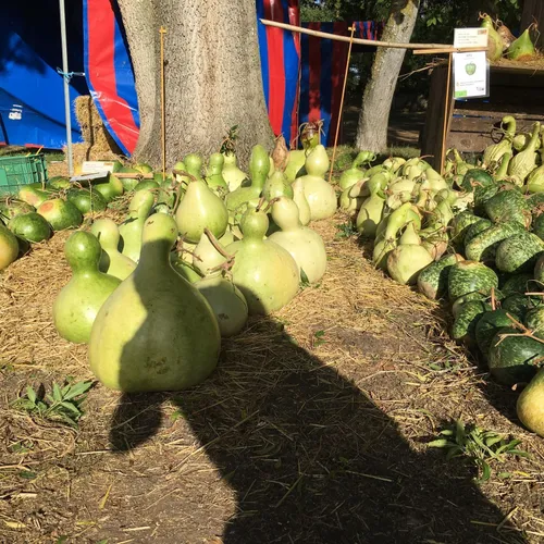 Hortomnales - les Gigantestques_19 10 23_AVC