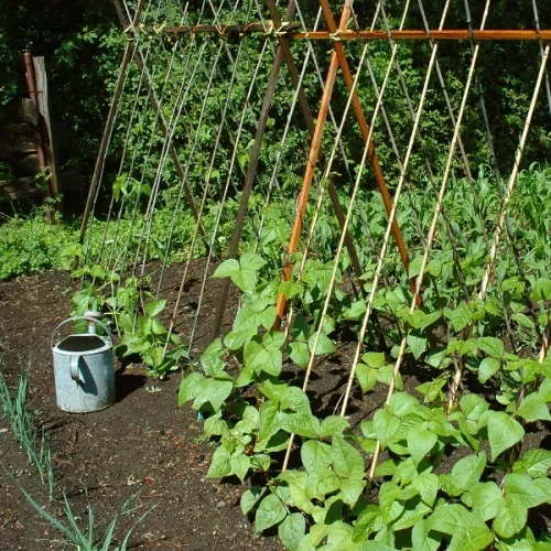 La rubrique jardin potager de FM81 :