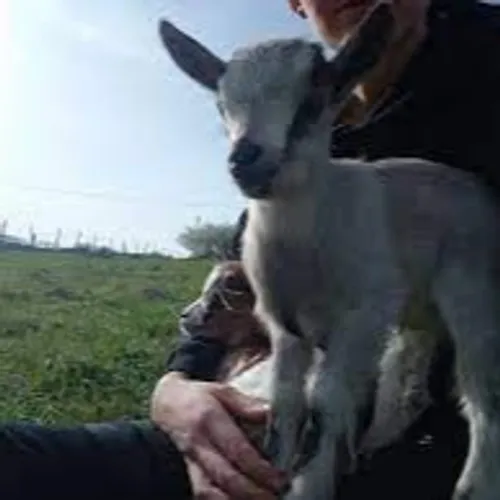 Des chêvres à adopter, mais aussi à visiter !