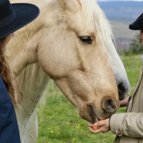 Les Sentiers de Cocagne : balades équestres en Montagne Noire