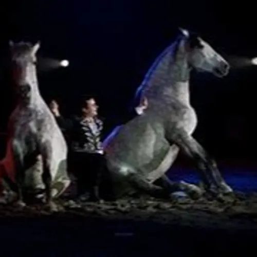 Salon du cheval à Albi