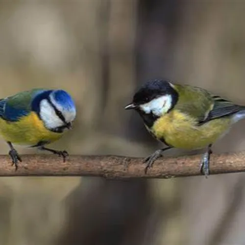 La ligue de protection des oiseaux