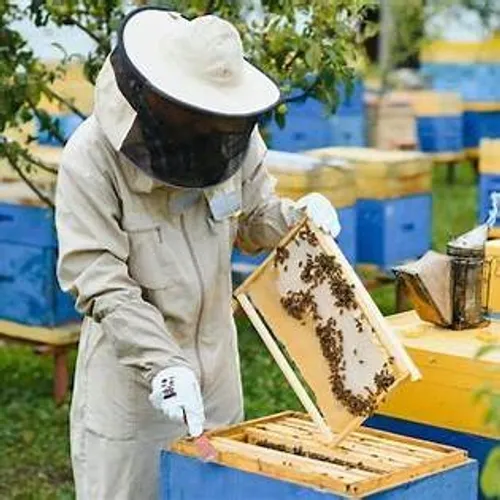 Ateliers d’initiation à l’apiculture à Lavaur – été 2025