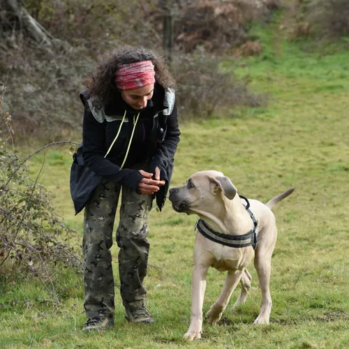 Toutes vos questions sur nos amis les chiens...