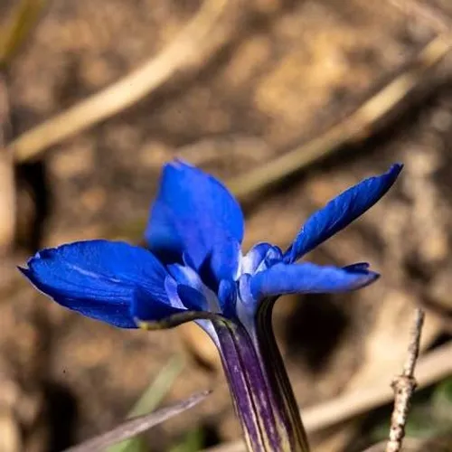 De flòra e d'aiga : un voyage poétique au cœur du Haut-Languedoc