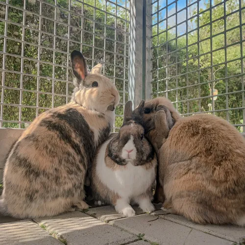 Une famille de lapins à adopter à la SPA de Strasbourg